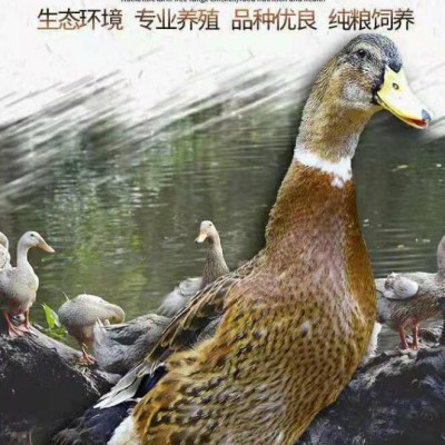 农村散养土鸭新鲜鸭子老鸭整只麻鸭鸭肉水鸭生鲜肉类 姬美食尚 鲜鸭子2只装
