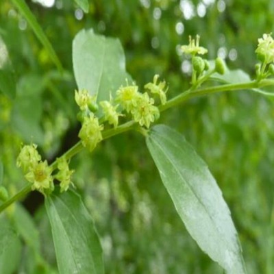 大青枣果树苗枣树苗嫁接苗南方种植盆栽地栽水果种苗当年结果 1年苗 壮苗