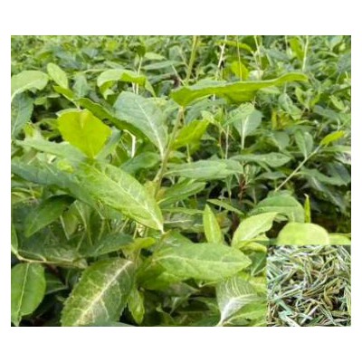 奶白茶茶苗基地茶苗种苗