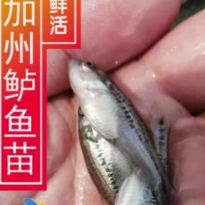 浙江渔场供应大口黑鲈苗