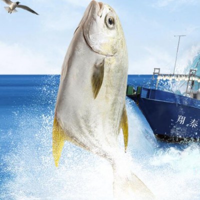 翔泰 国产海南金鲳鱼700g（2条）烧烤食材 无公害 全程可追溯 鱼类 生鲜轻食 BAP认证 海鲜年货
